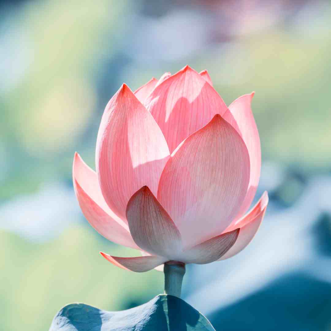 How long does it take to reunite with a Twin Flame after Surrender?