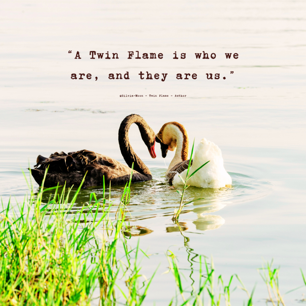 Two swans, one black and one white, are leaning their heads together in a serene body of water, surrounded by green grass. The image includes a quote about Twin Flames.